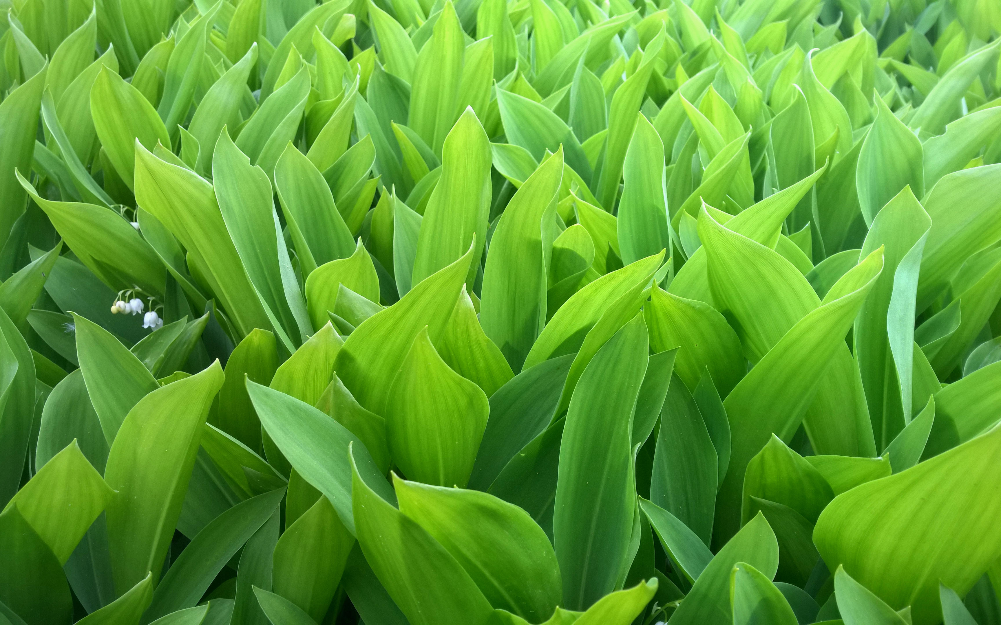 A Importância da Gestão no Agronegócio: Estruturar para Produzir Melhor