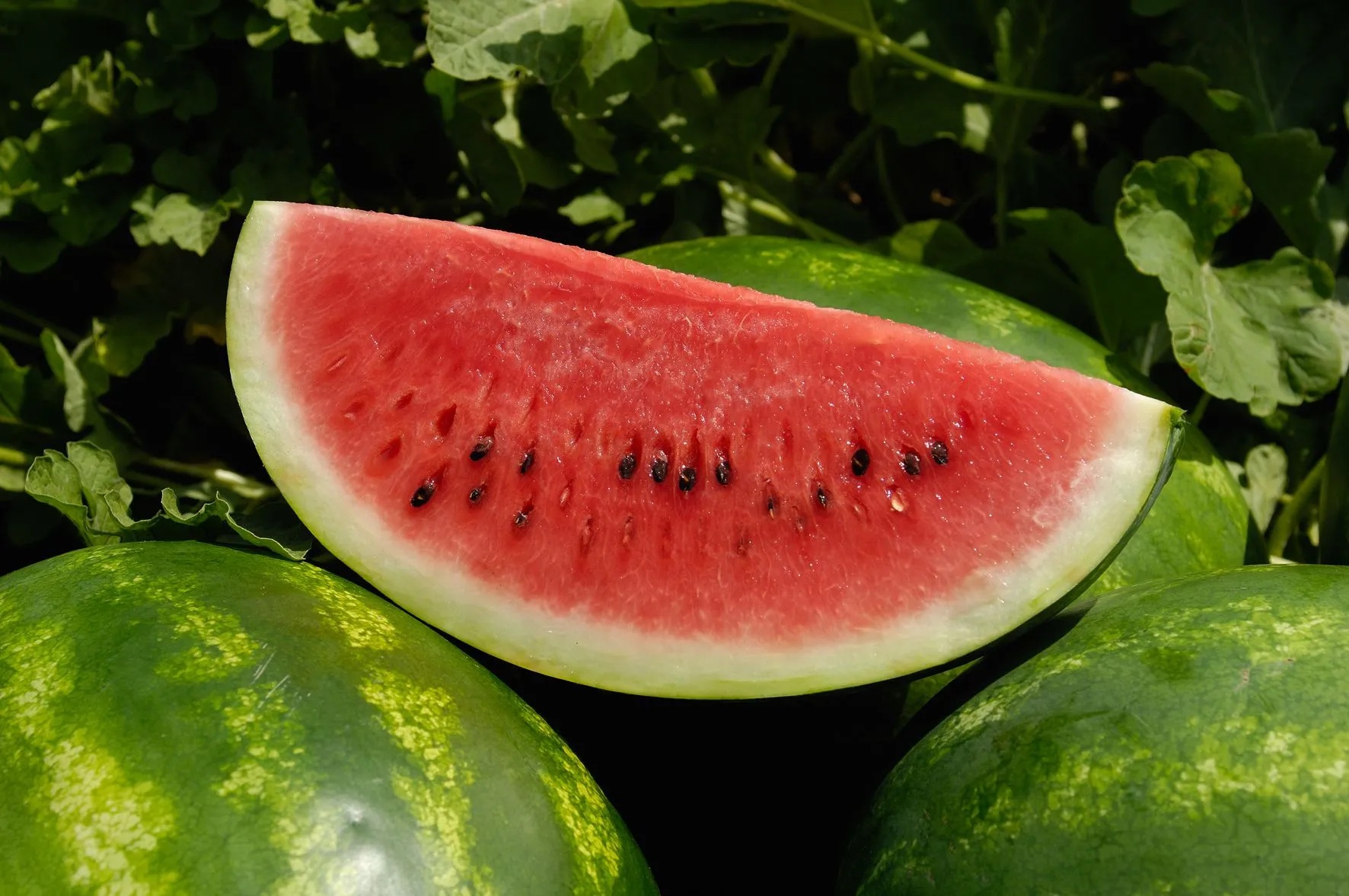 MELANCIA: Exportação e receita são recordes, mas margens podem recuar