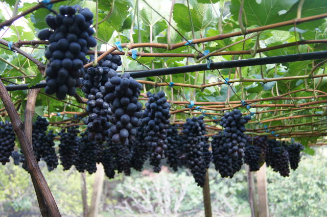 Exportações de Uvas brasileiras crescem expressivos 250% em outubro